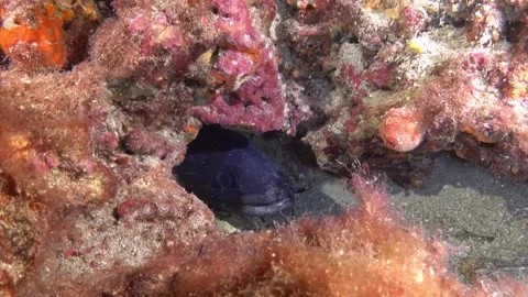 Undesea life - Hidden conger in deep sea water Stock Footage 318418083