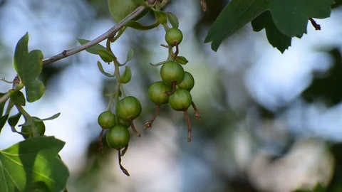 Undisclosed black currant berries close-up on a shrub Stock Footage 111287697