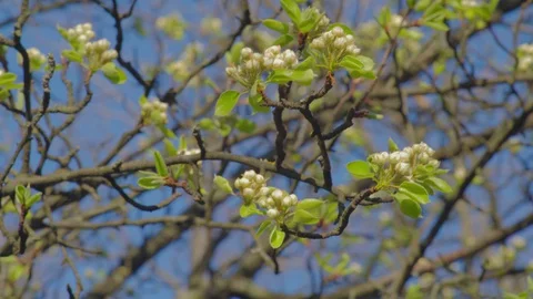 Undissolved Apple Flower Buds on the Branches of the Tree in the Forest Stock Footage 127802745