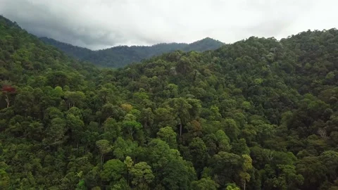 Undisturbed rainforest, Malaysia Stock Footage 201351049