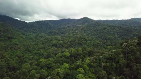 Undisturbed rainforest, Malaysia Video stock 201351069