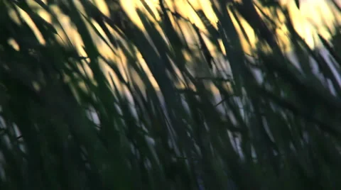 To undulate ears Stock Footage 907743