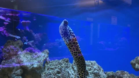 Undulate or tesselate moray eel in aquarium, pale with dark spots, Gymnothorax Stock Footage 270213707
