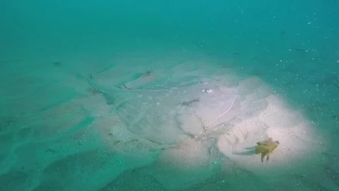 Undulate ray swimming sequence Stock Footage 72716584