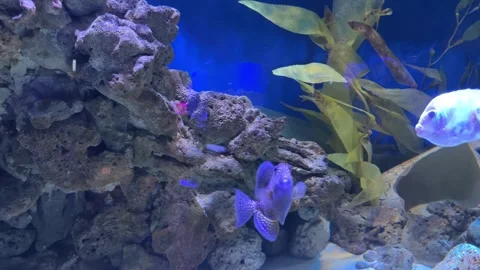 Undulate triggerfish swimming near rocks in aquarium Stock Footage 312931196