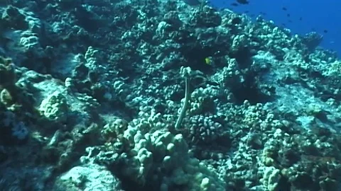 Undulated moray eel eating a pipefish Stock Footage 106689207