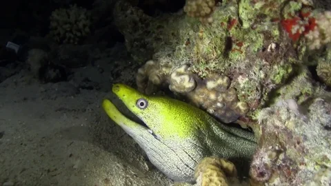 Undulated moray . Video stock 78209962