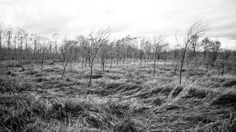 Undulating pasture with small trees in Sils wetland in Girona Stock Photos