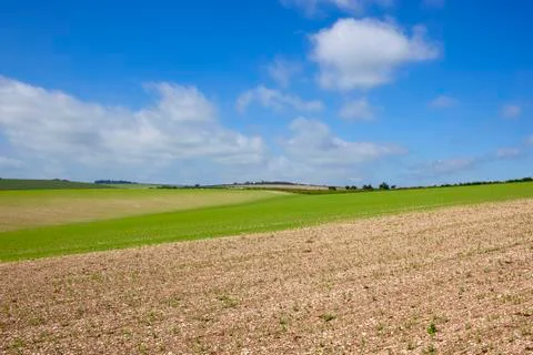 Undulating pea crop Stock Photos