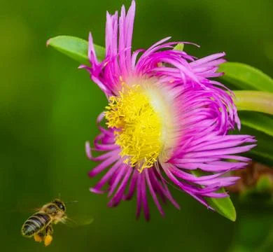 Une abeille va recueillir le pollen d'une fleur Stock Photos