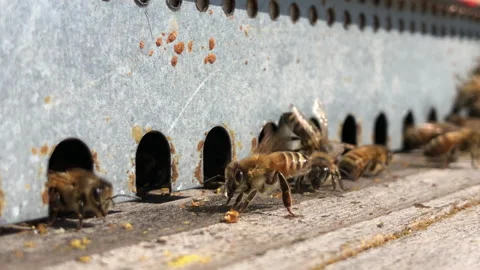 Une abeille ventile à l'entrée de la ruche Stock Footage 137814100