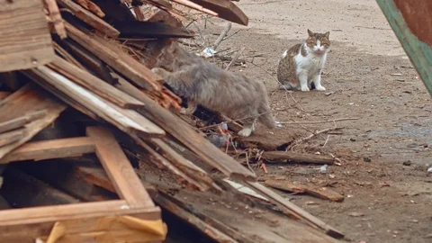 Une cat sitting and looking about and another exploring heap of old planks Vidéo 95028783