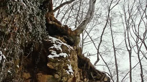 Unearhly tree on rocks Stock Footage 21259206