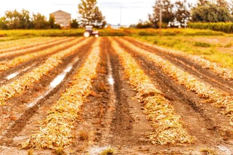 Unearthed onions Stock Photos