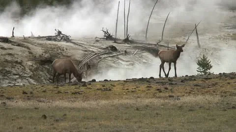UNEARTHLY ELK Video stock 20028697