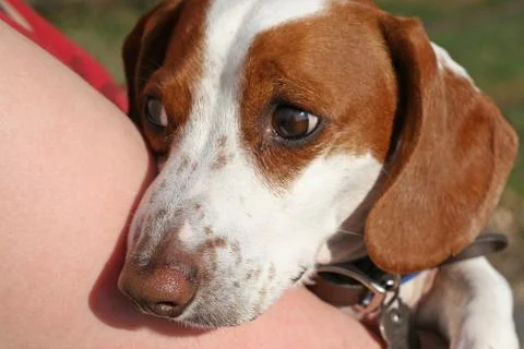 Uneasy dachshund Stock Photos