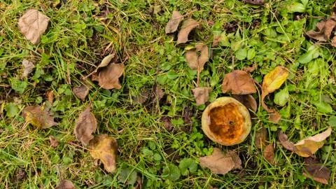Uneatable rotten apple at meadow Foto stock