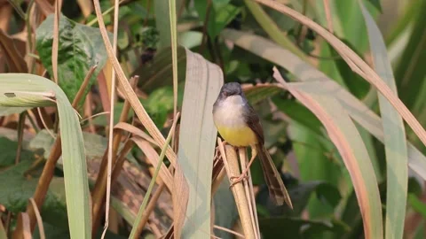 Unedited 4k resolution video of yellow-bellied prinia (Prinia flaviventris). Stock Footage 330313526