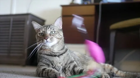 Unenthused cat Stock Footage 131339976