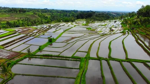 Unesco site with rice fields in Bali 4K Vídeos de archivo 168048320