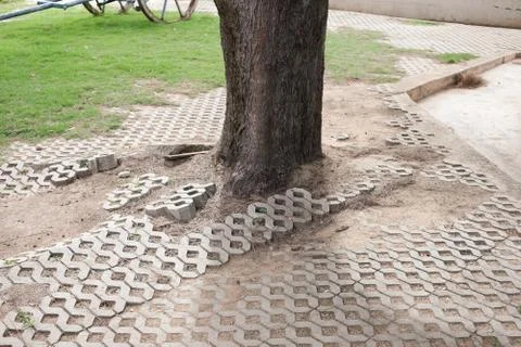 Uneven bricks floor around pine tree damaged by growth and careless Foto stock
