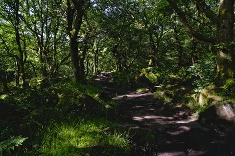 Uneven path between moss covered trees and rocks through a dark ancient wood Foto stock