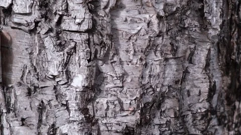 Uneven surface of birch bark.  natural background. close up. selective focus. Stock Footage 232364607