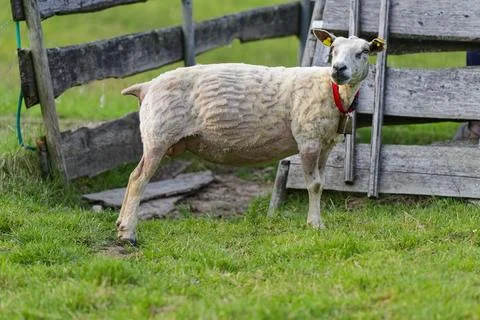 Unevenly shorn sheep standing with patchy clipped coat Foto stock