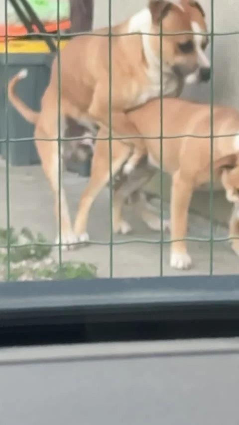 Unexpected Backyard Action: View Reveals a Hilarious Moment with Two Dogs Stock Footage 297224826
