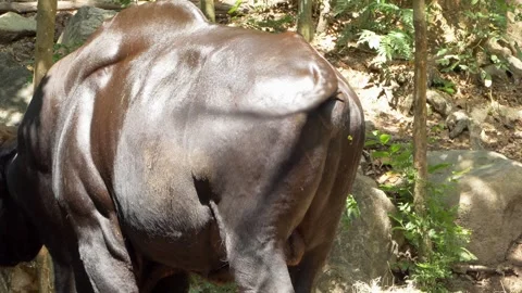 Unexpected encounter snake a cow's tail in a lush forest setting wildlife Stock Footage 321403806