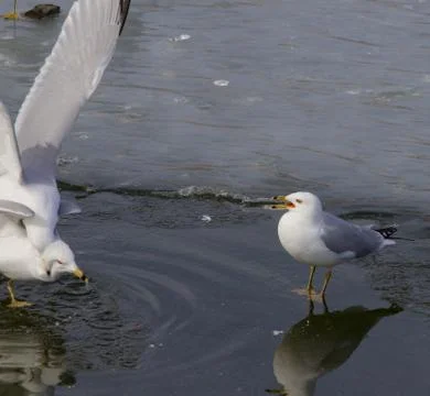 The unexpected fight Foto stock