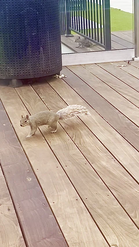 Unexpected guest on the pool deck Stock-Footage 319298427