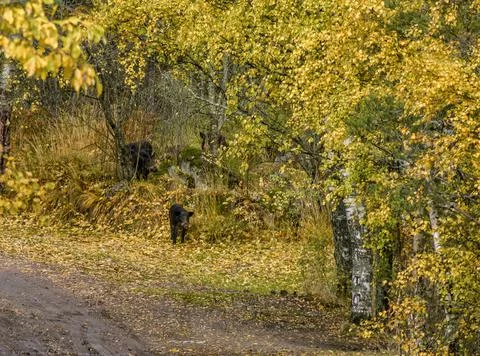 An unexpected meeting with wild boars while walking in Karelia. Stock Photos