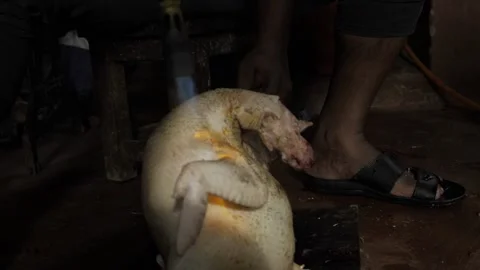 Unexpected Slice - A Chicken's Stumble and a Foot's Unfortunate Interaction Vídeo Stock 320945502
