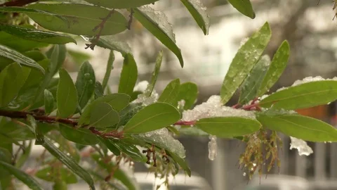 Unexpected snow falling green tree Stock Footage 72156597