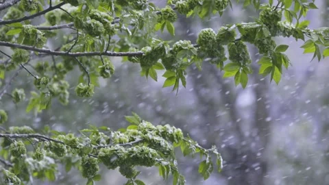 Unexpected snow in May falling in flakes on the green foliage of trees, slow Stock Footage 274756161