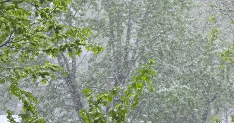 Unexpected snow in May falling in flakes on the green foliage of trees Stock Footage 276486034
