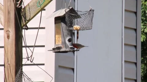 An Unexpected Sparrow Visitor Stock Footage 138161071
