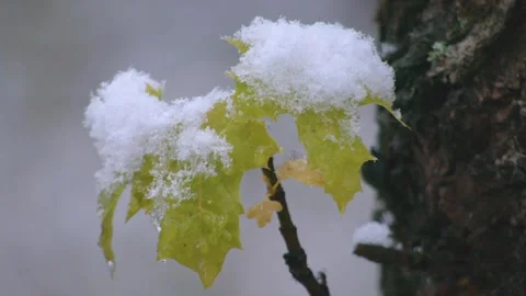 Unexpected Spring Snow on Yellow Maple Leaves in Southern Urals, Russia Stock Footage 325471759