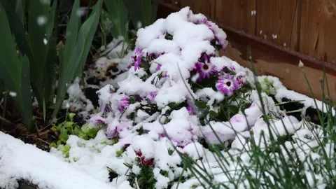 Unexpected Spring Snowfall Burying Daisies in Calgary, Alberta, Canada Stock Footage 335478158
