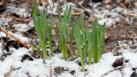 An unexpected spring snowfall. Freezing. Snow on green leaves. Stock Footage 151326083