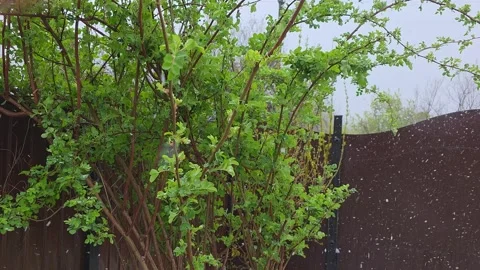 Unexpected spring snowfall over green garden bushes. Late frost with snowfl.. Vídeos de archivo 334448099