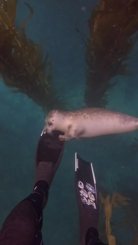 Unexpected Visitor Below the Surface, Laguna Beach, California, USA - 20 Jan 202 Stock Footage 327473369