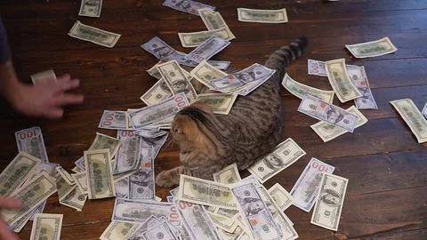 Unexpected wealth. A lot of money falls on the cat Stock Footage
