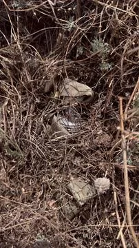 Unexploded Cluster Submunition Hidden In Dense Dry Brush And Weeds Stock Photos