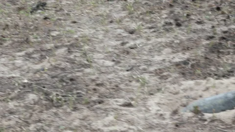 Unexploded shells on the ground Stock-Footage 195810978