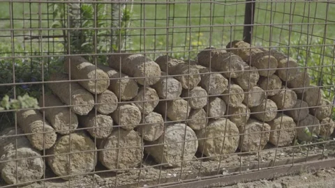 Unexploded World War 1 Shells, Unearth. Ypres Salient, Belgium. 4K. Log Foot Stock Footage 136361087