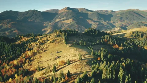 Unexplored mountain ridges with pine trees aerial. Autumn nobody nature Stock Footage 146931446