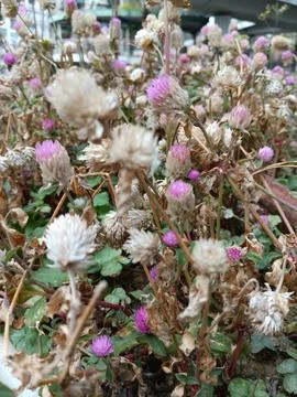 Unfading globe amaranth Stock Photos