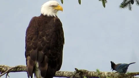 Unflinching Bald Eagle Harrassed by Stellar Jay Stock Footage 280275733